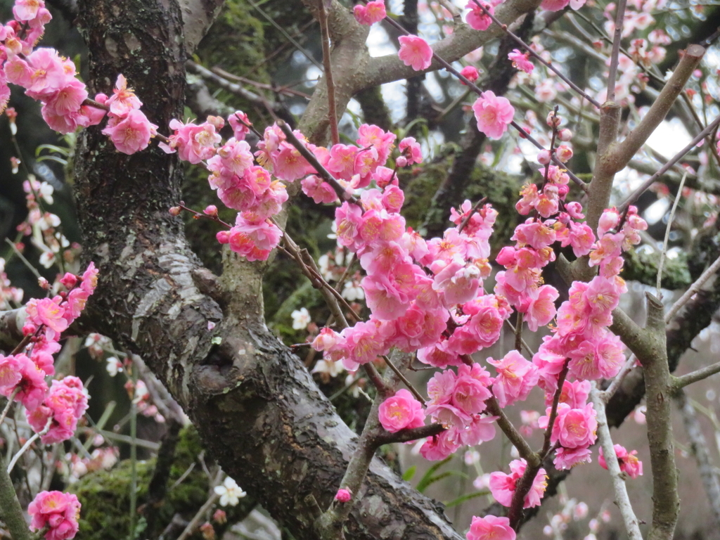 f:id:eiji-chan:20190305182449j:plain