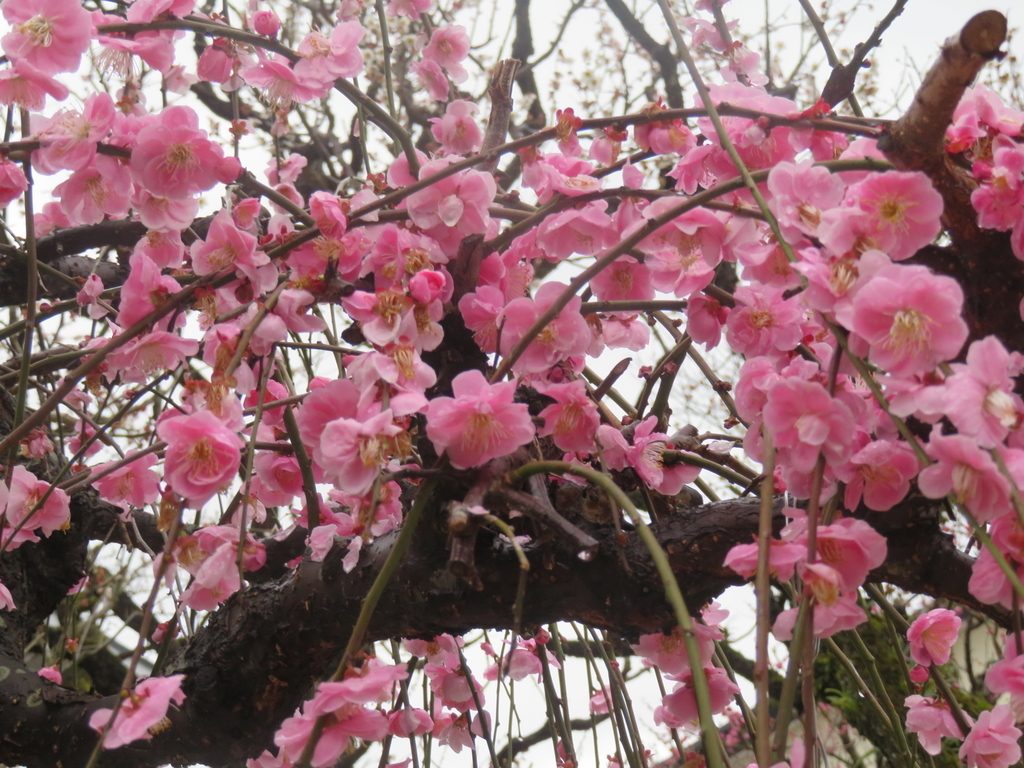 f:id:eiji-chan:20190305182530j:plain
