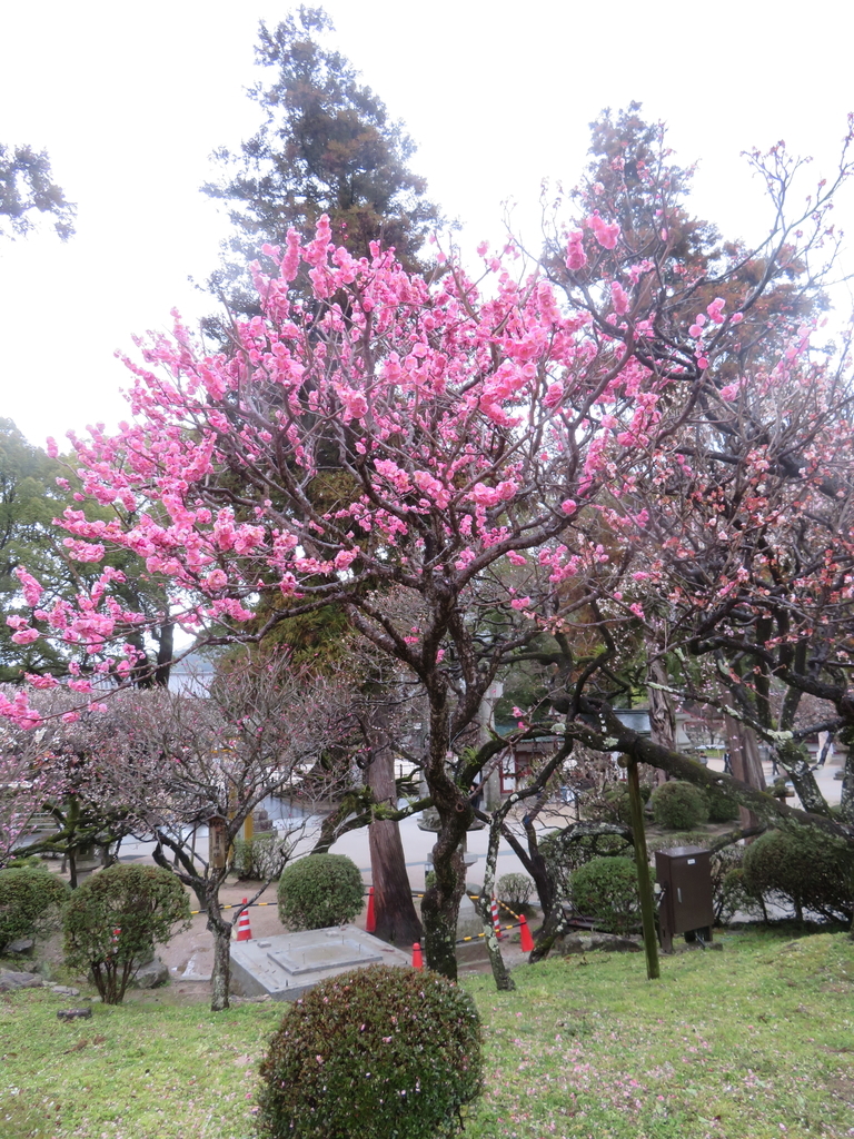f:id:eiji-chan:20190305182749j:plain