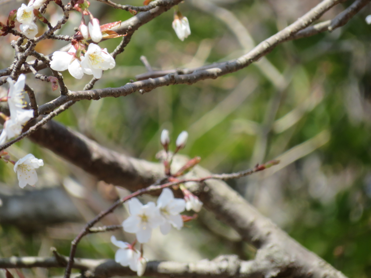 f:id:eiji-chan:20190315090403j:plain f:id:eiji-chan:20190315090403j:plain