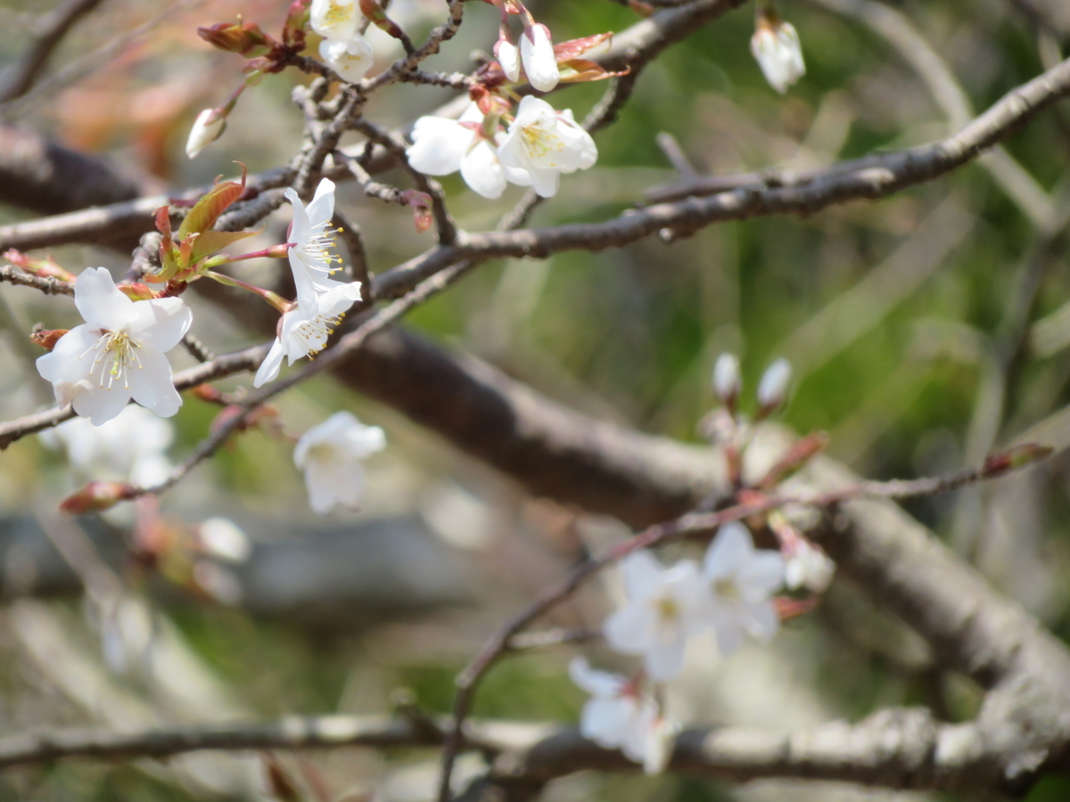 f:id:eiji-chan:20190315090452j:plain f:id:eiji-chan:20190315090452j:plain