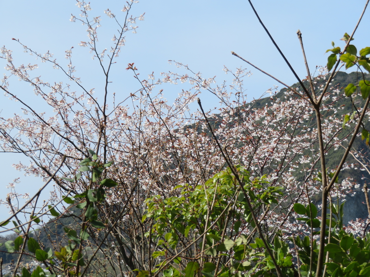f:id:eiji-chan:20190315090530j:plain f:id:eiji-chan:20190315090530j:plain