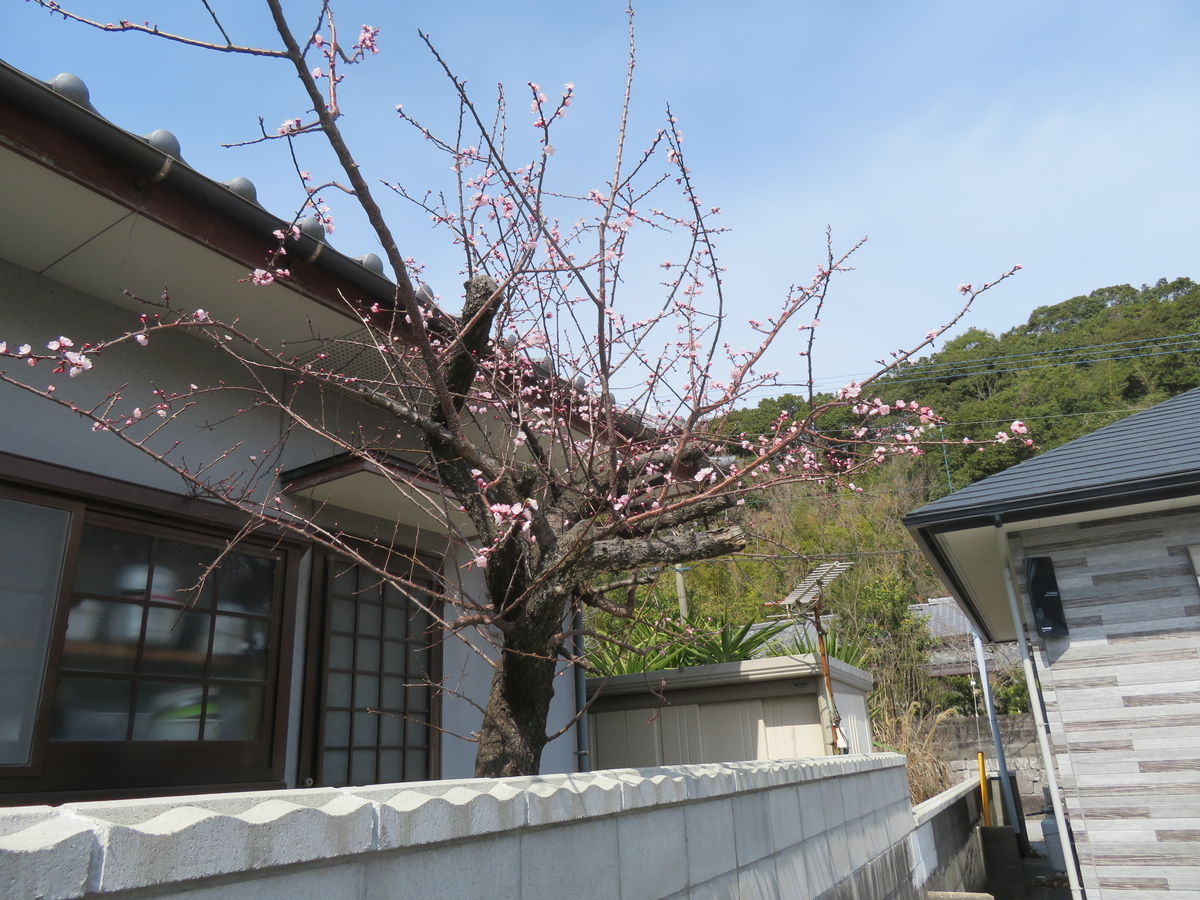 f:id:eiji-chan:20190315090735j:plain f:id:eiji-chan:20190315090735j:plain