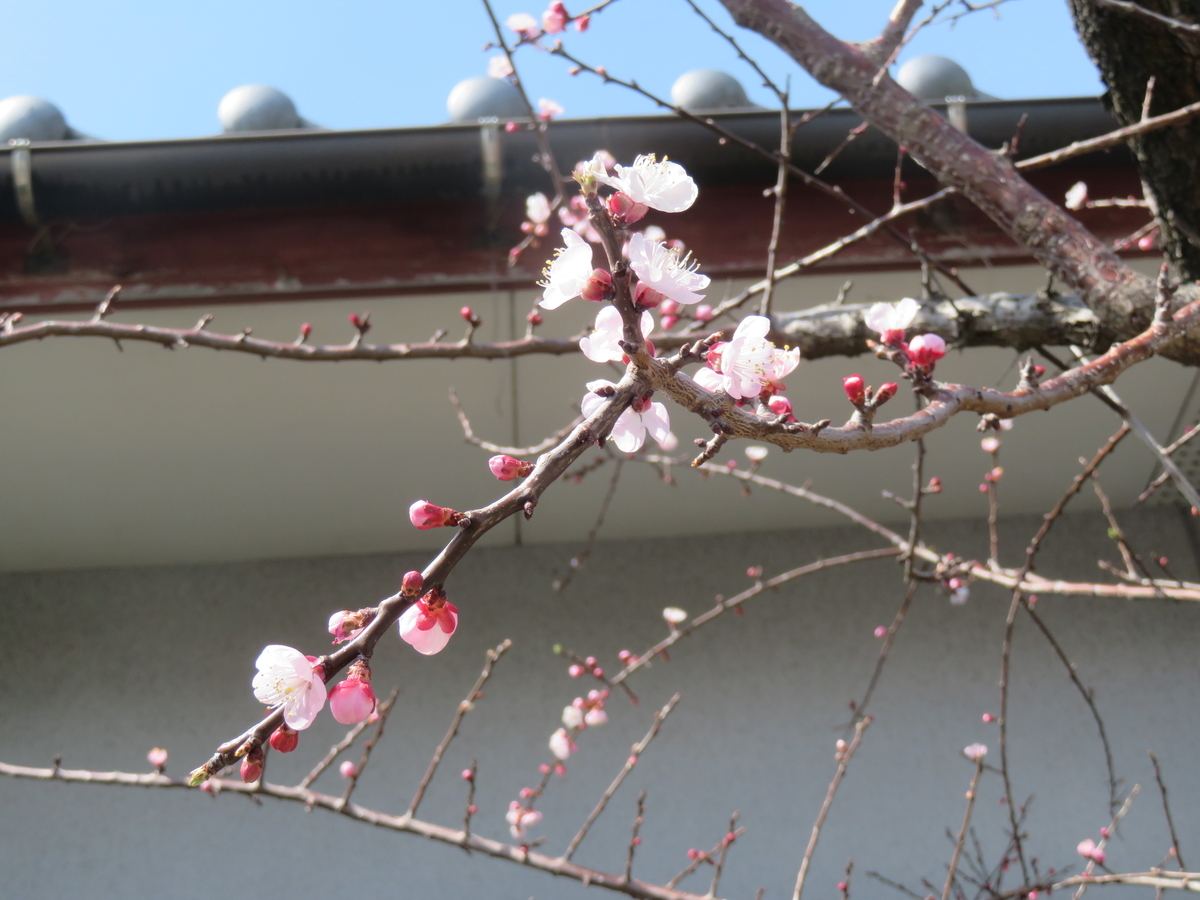 f:id:eiji-chan:20190315090814j:plain f:id:eiji-chan:20190315090814j:plain
