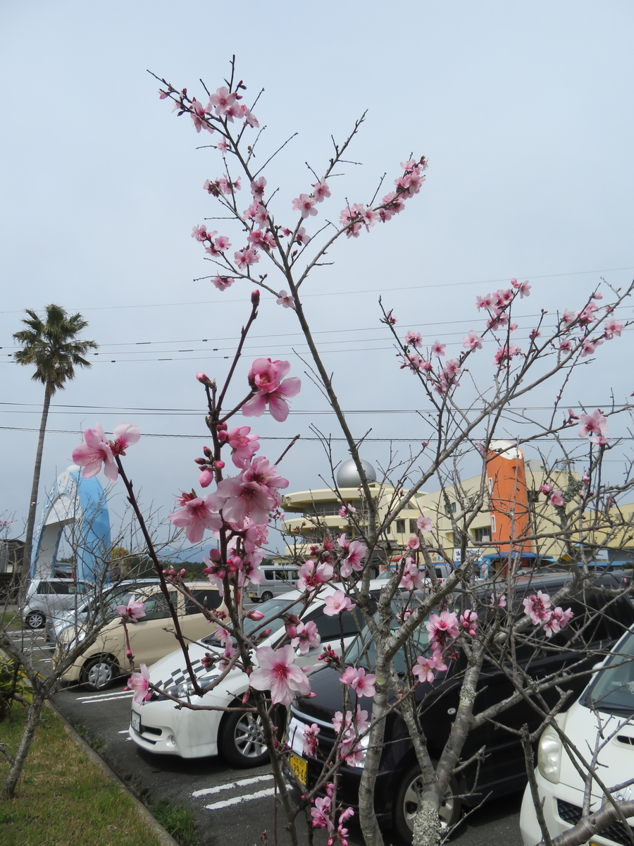 f:id:eiji-chan:20190315204857j:plain f:id:eiji-chan:20190315204857j:plain