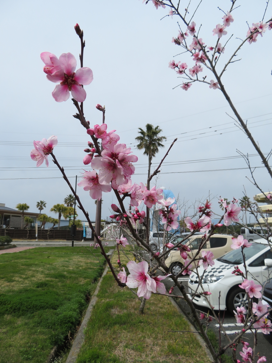 f:id:eiji-chan:20190315204945j:plain f:id:eiji-chan:20190315204945j:plain