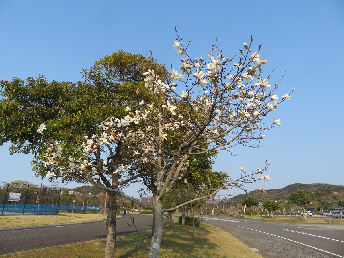 f:id:eiji-chan:20190316215856j:plain