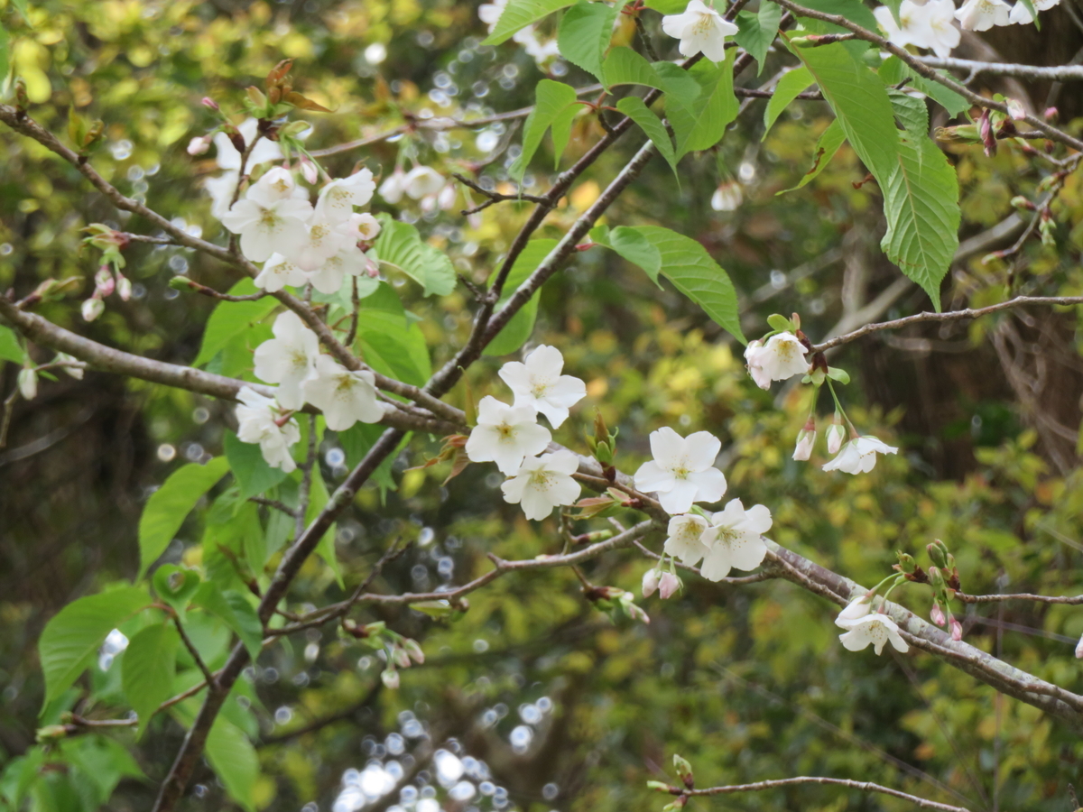 f:id:eiji-chan:20190322211559j:plain