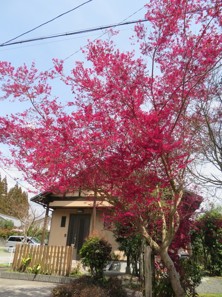 f:id:eiji-chan:20190322222454j:plain