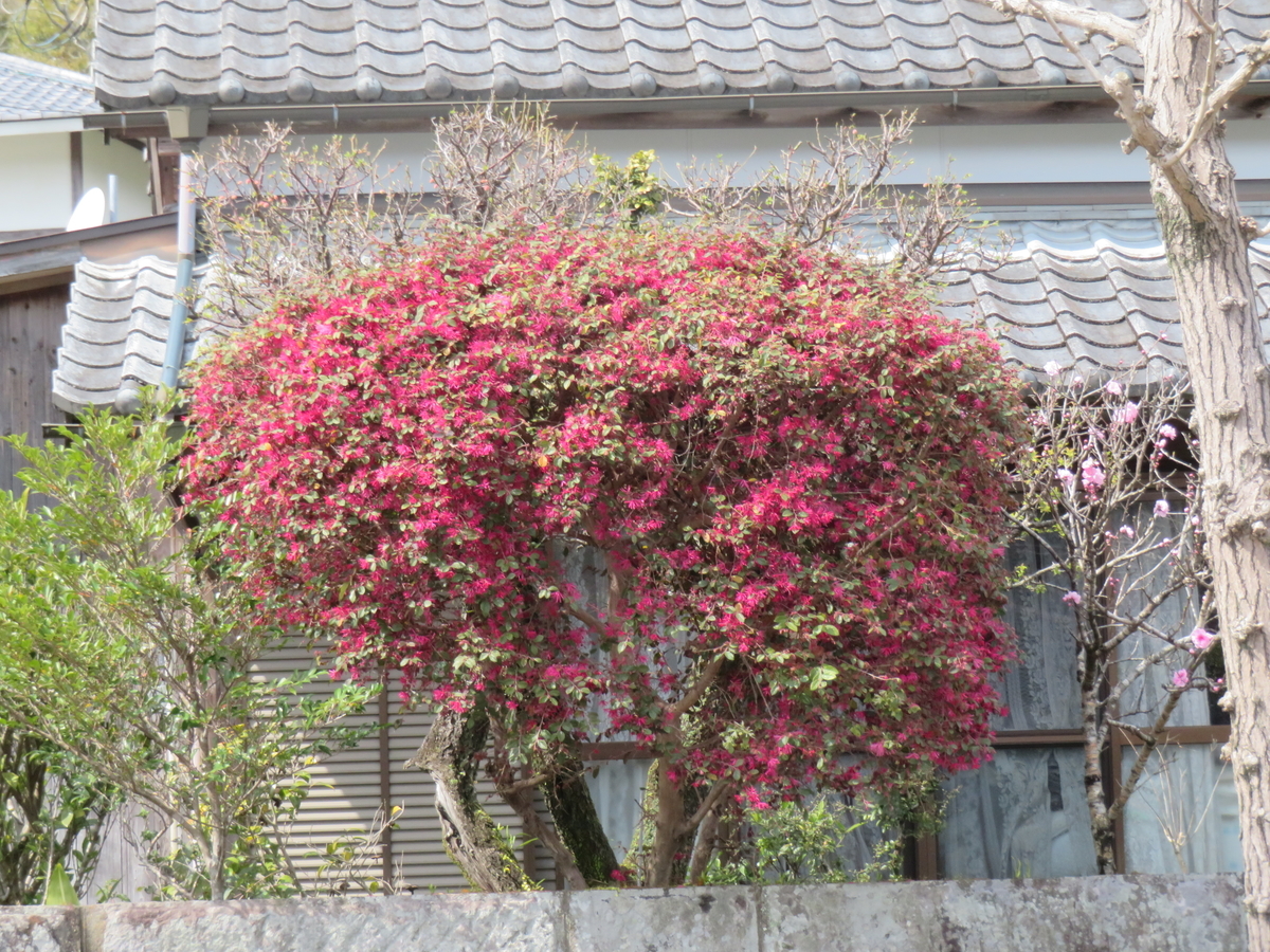 f:id:eiji-chan:20190323094016j:plain