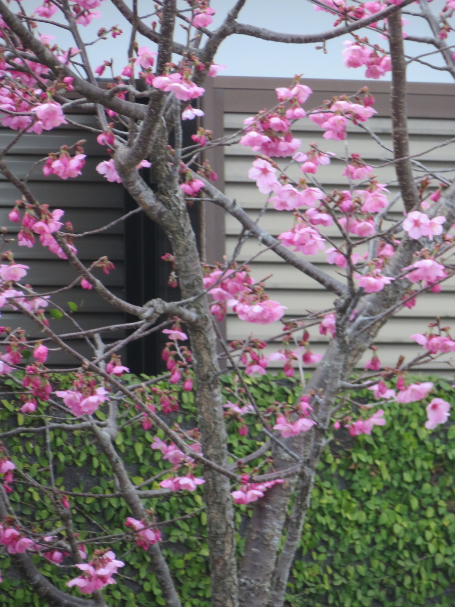 f:id:eiji-chan:20190323095104j:plain