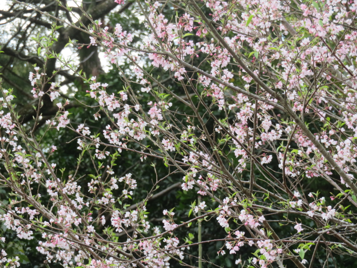 f:id:eiji-chan:20190324095044j:plain