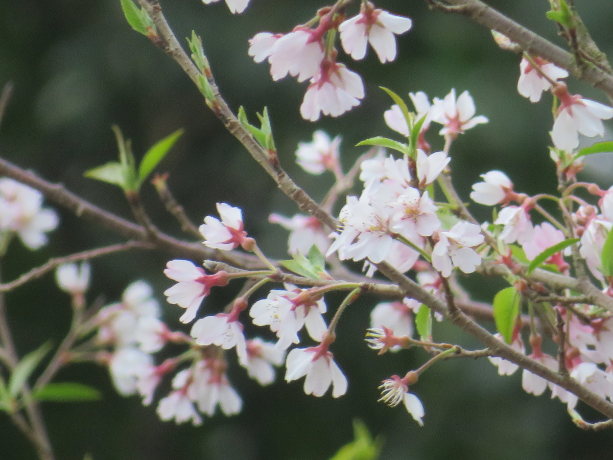 f:id:eiji-chan:20190324095129j:plain