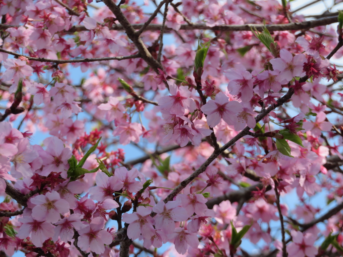 f:id:eiji-chan:20190325121336j:plain