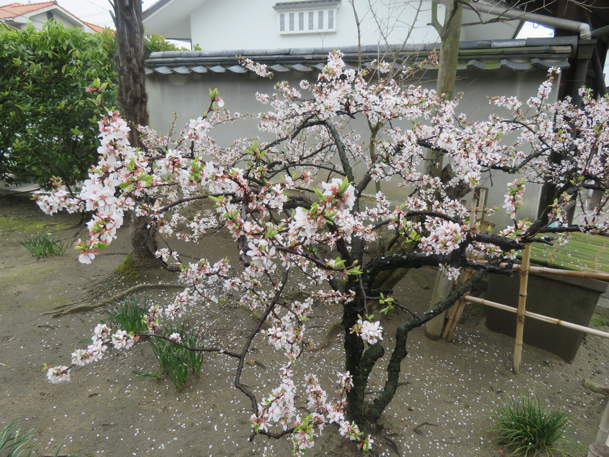 f:id:eiji-chan:20190403153318j:plain