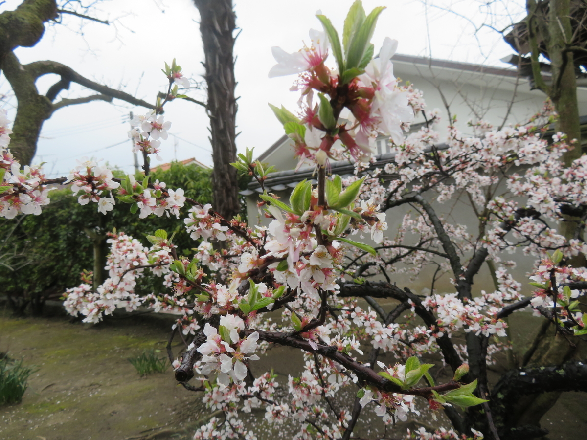 f:id:eiji-chan:20190403153355j:plain