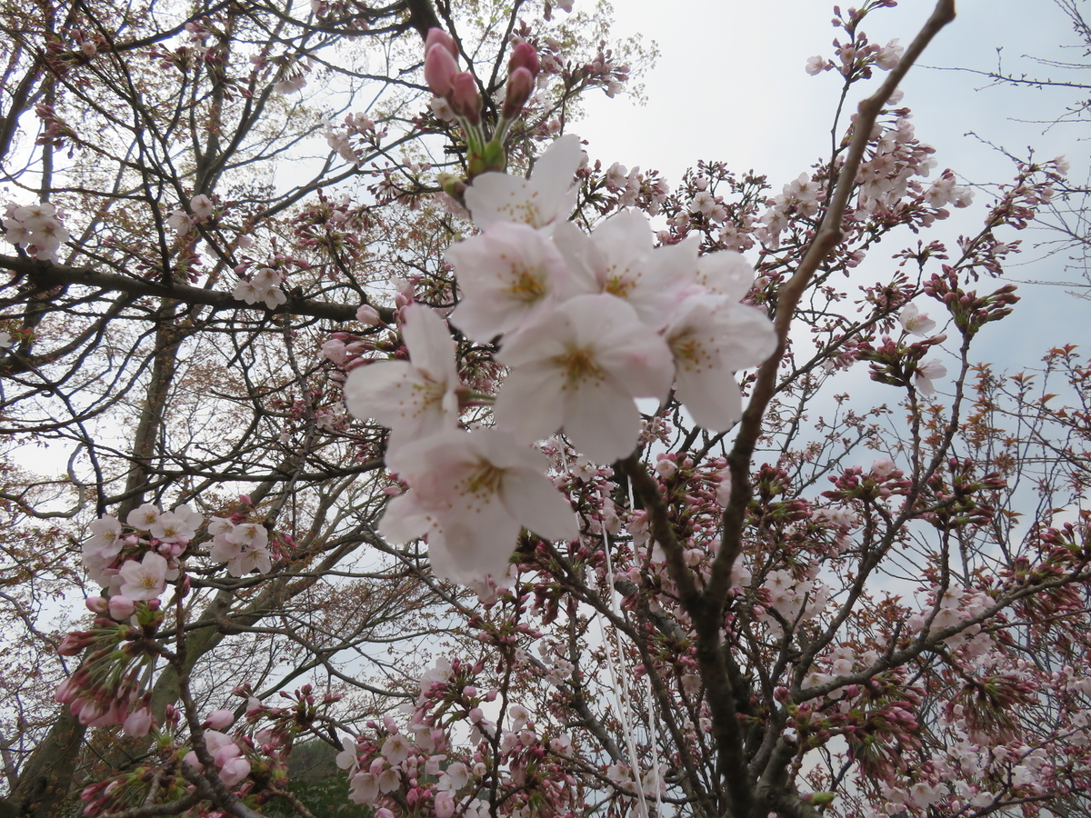 f:id:eiji-chan:20190403153800j:plain