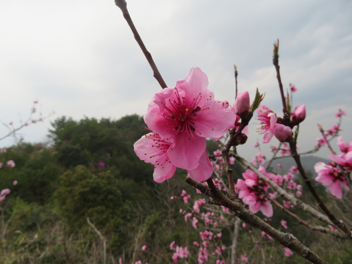 f:id:eiji-chan:20190403153930j:plain