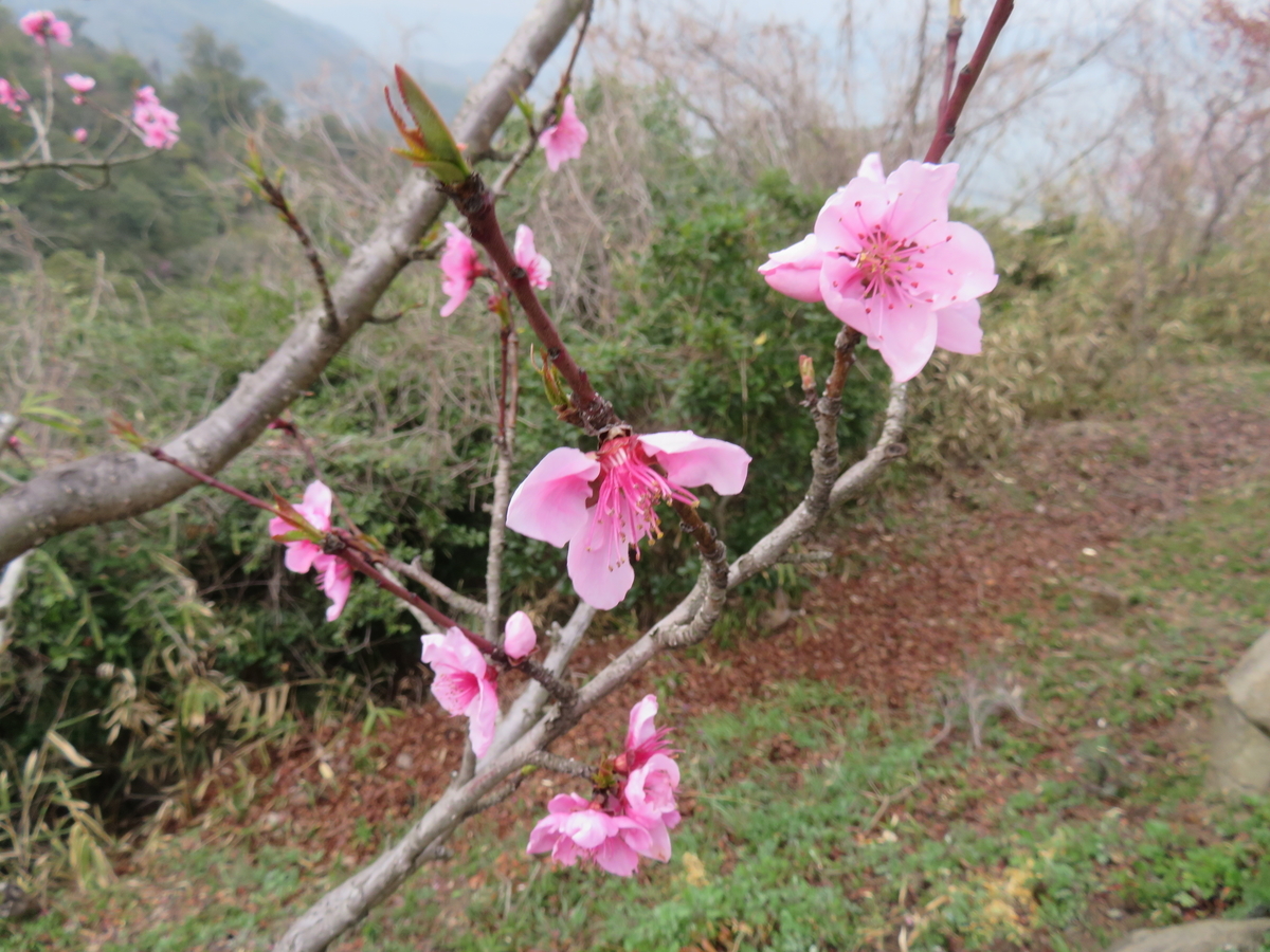 f:id:eiji-chan:20190403154016j:plain
