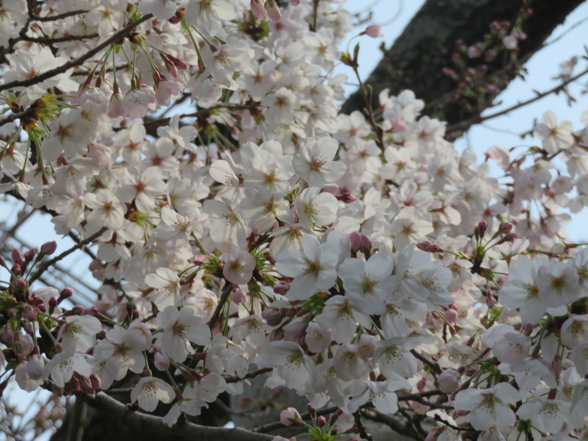 f:id:eiji-chan:20190403210058j:plain