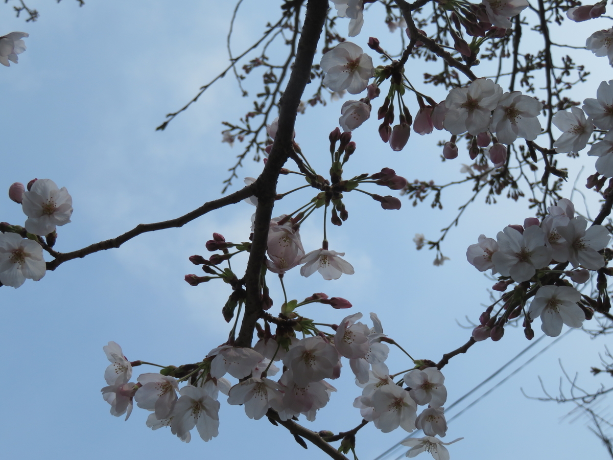 f:id:eiji-chan:20190403210201j:plain