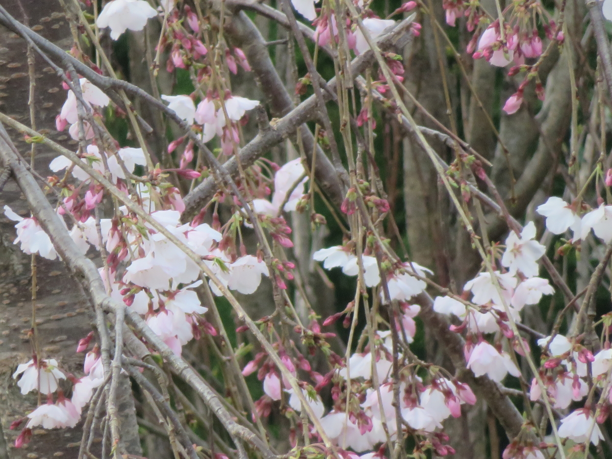 f:id:eiji-chan:20190403210426j:plain