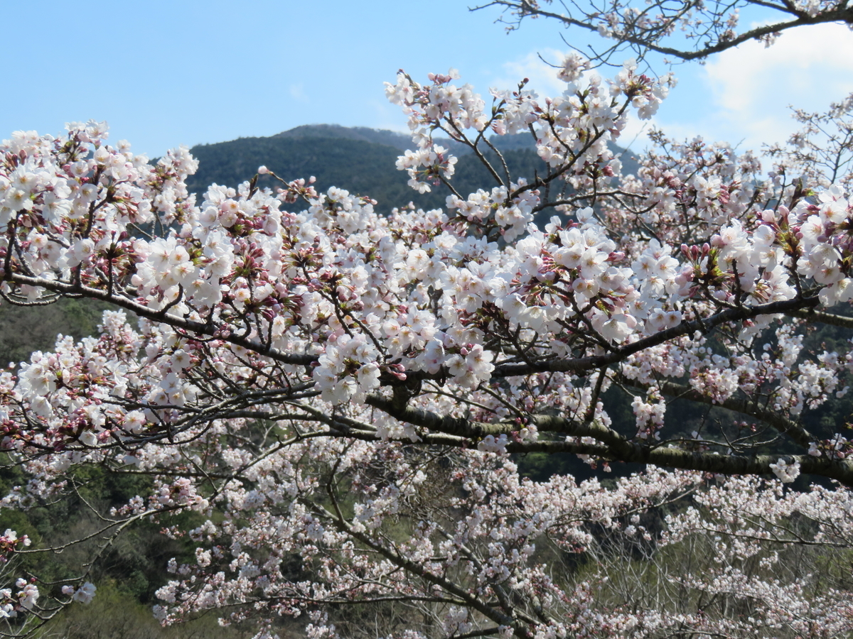 f:id:eiji-chan:20190405122935j:plain