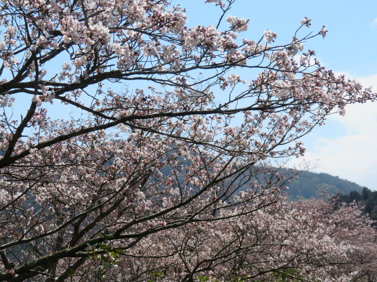f:id:eiji-chan:20190405123044j:plain