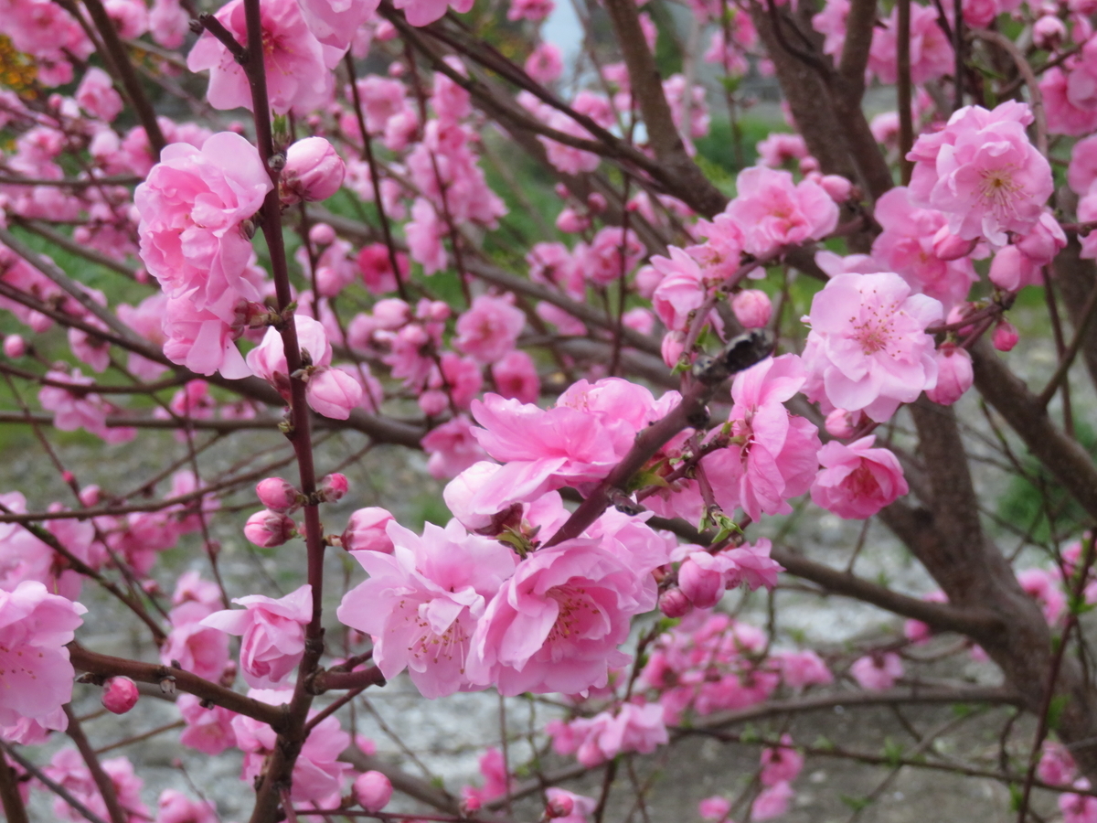 f:id:eiji-chan:20190405134606j:plain