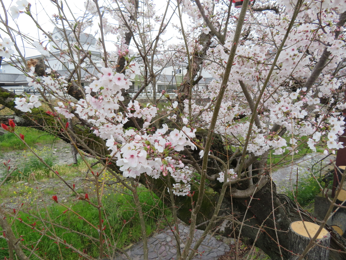 f:id:eiji-chan:20190405134800j:plain