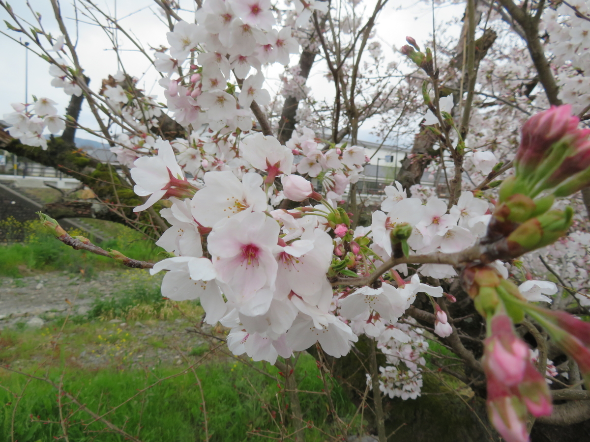 f:id:eiji-chan:20190405134839j:plain