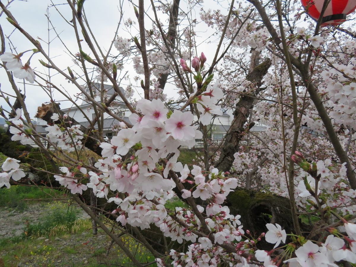 f:id:eiji-chan:20190405134916j:plain