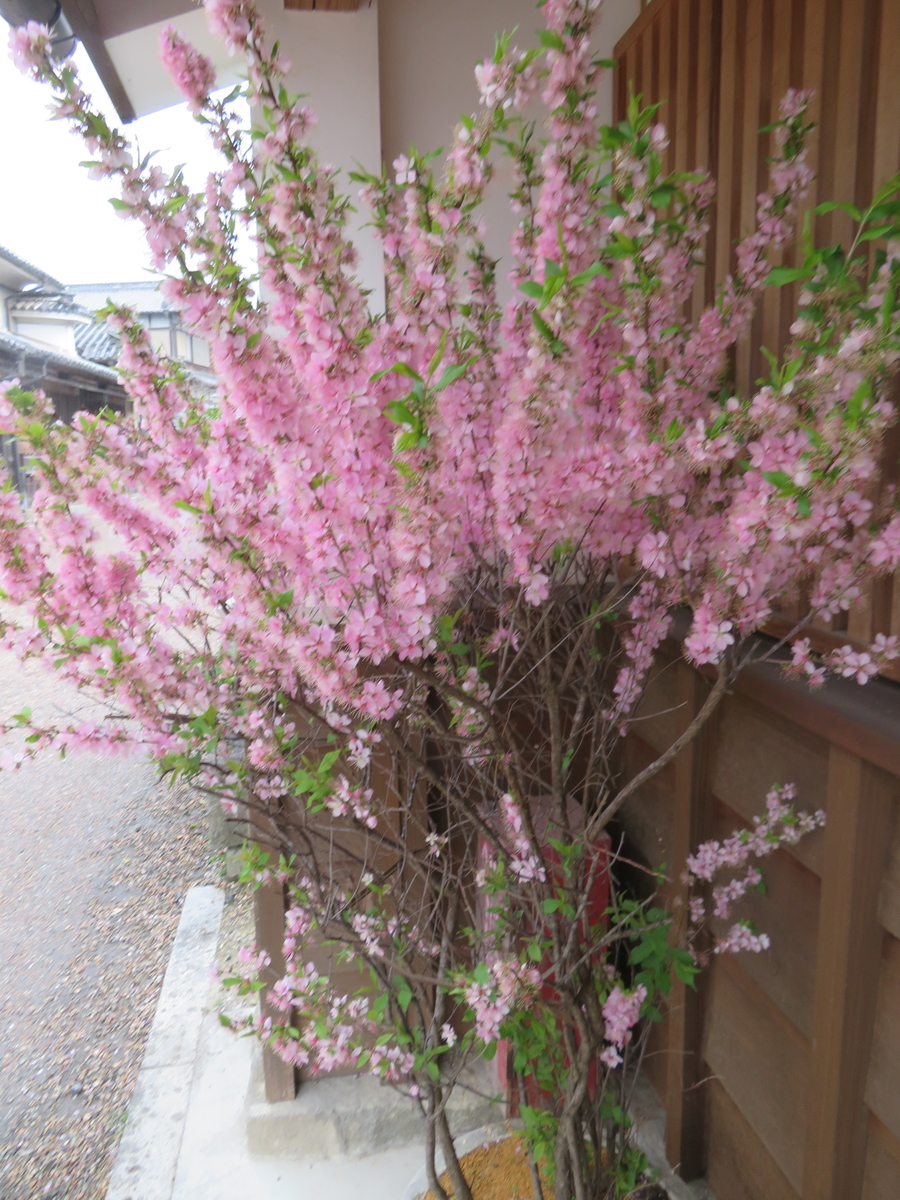 f:id:eiji-chan:20190405135029j:plain