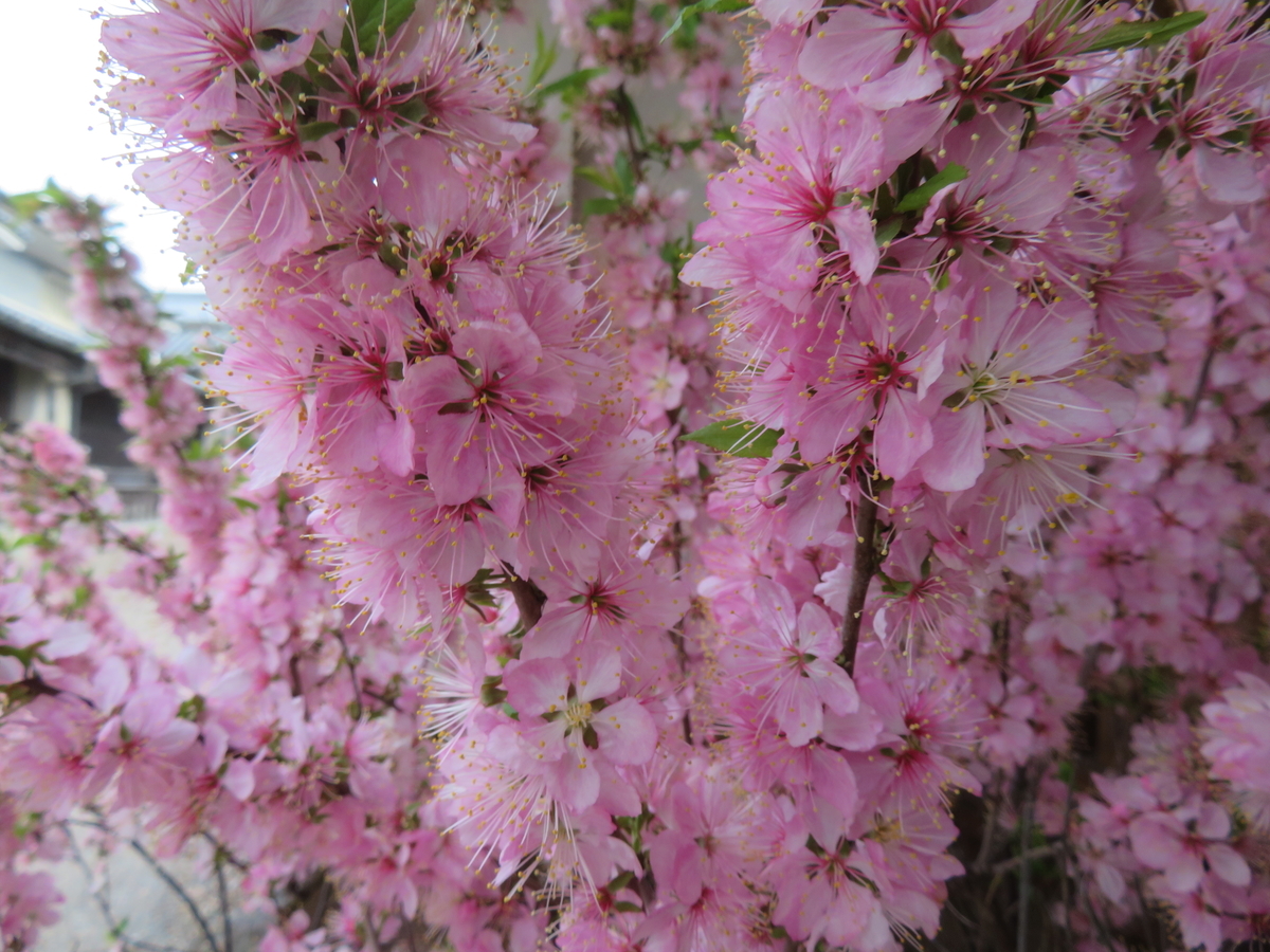 f:id:eiji-chan:20190405135145j:plain