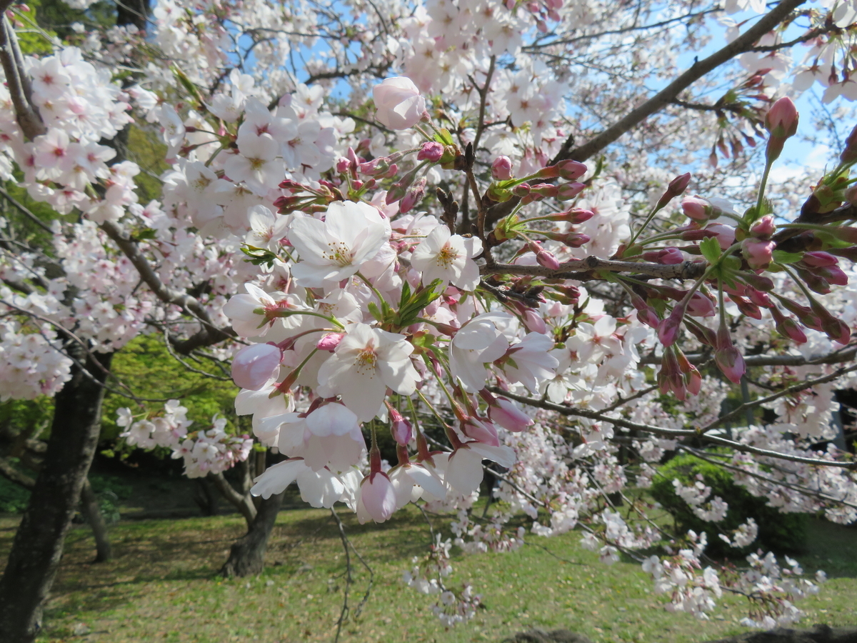 f:id:eiji-chan:20190405194417j:plain f:id:eiji-chan:20190405194417j:plain