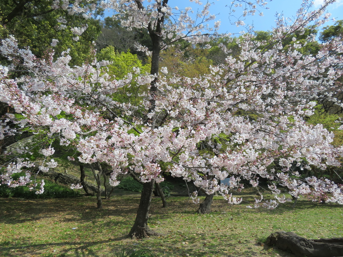 f:id:eiji-chan:20190405202550j:plain f:id:eiji-chan:20190405202550j:plain
