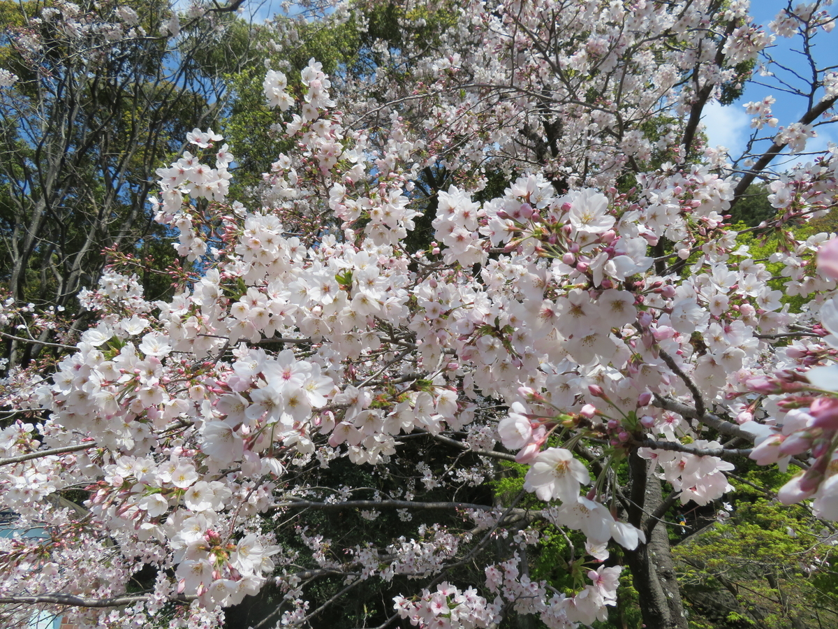 f:id:eiji-chan:20190405202814j:plain f:id:eiji-chan:20190405202814j:plain