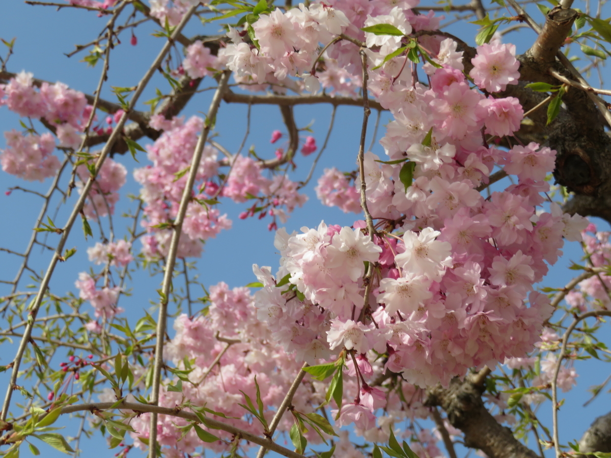 f:id:eiji-chan:20190414082210j:plain f:id:eiji-chan:20190414082210j:plain