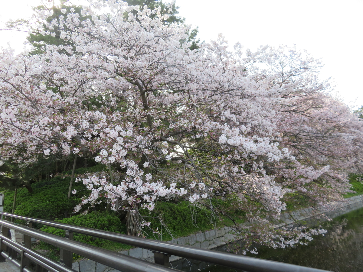 f:id:eiji-chan:20190414085035j:plain f:id:eiji-chan:20190414085035j:plain