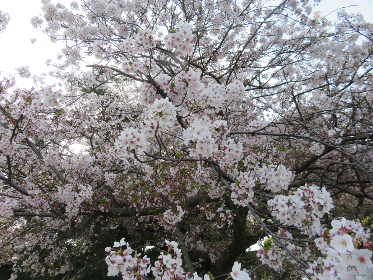 f:id:eiji-chan:20190414085134j:plain f:id:eiji-chan:20190414085134j:plain