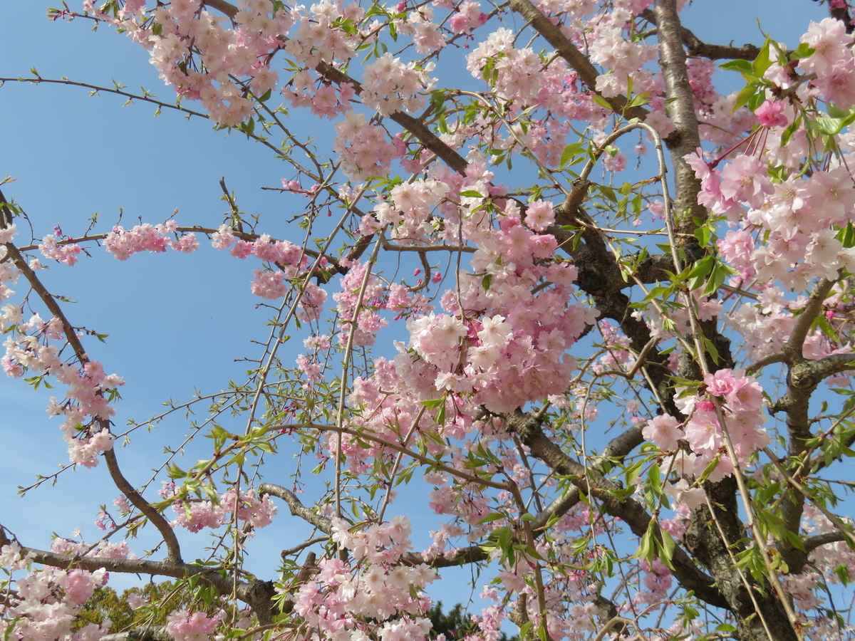 f:id:eiji-chan:20190414085219j:plain f:id:eiji-chan:20190414085219j:plain