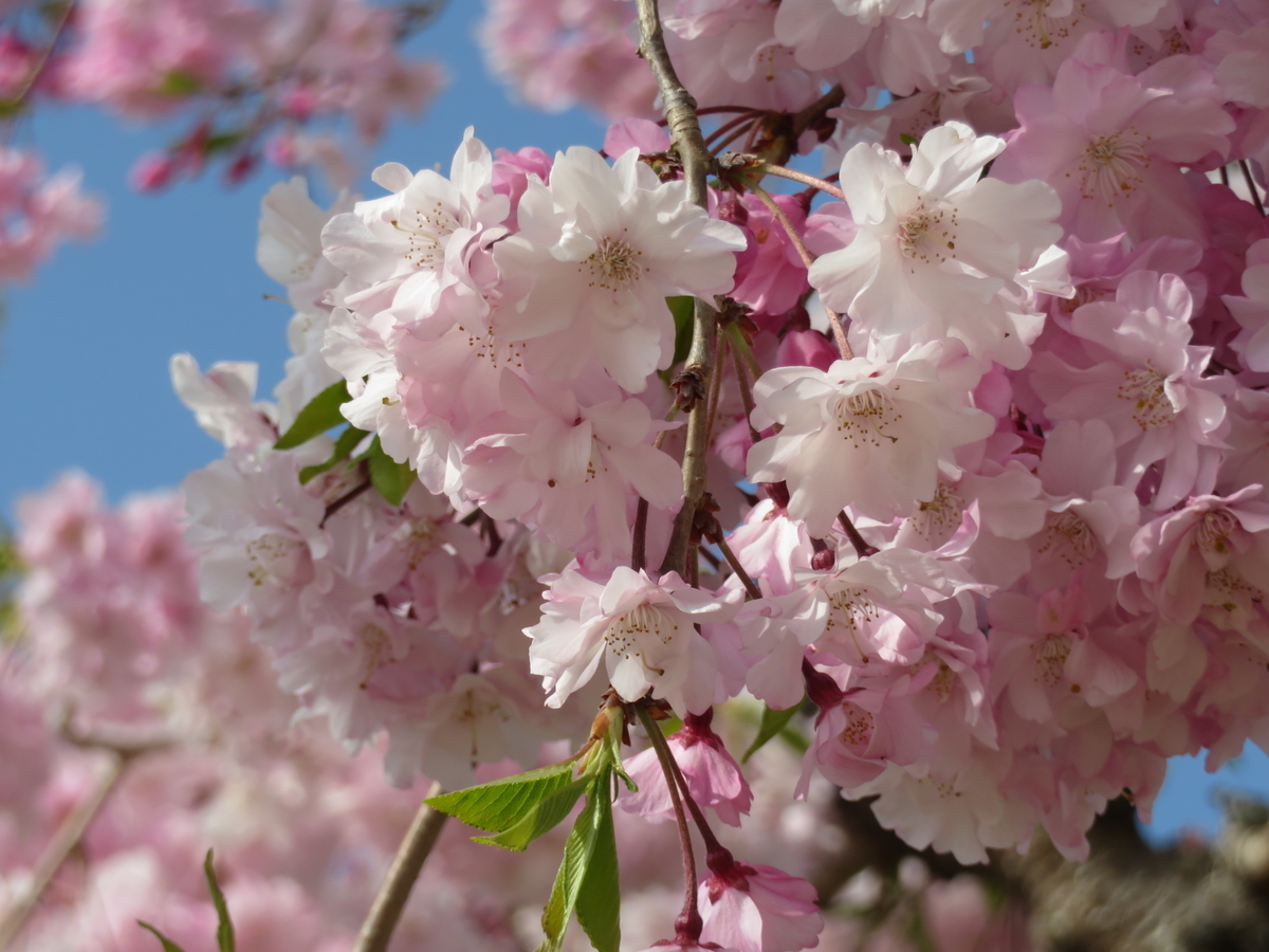 f:id:eiji-chan:20190414085340j:plain f:id:eiji-chan:20190414085340j:plain