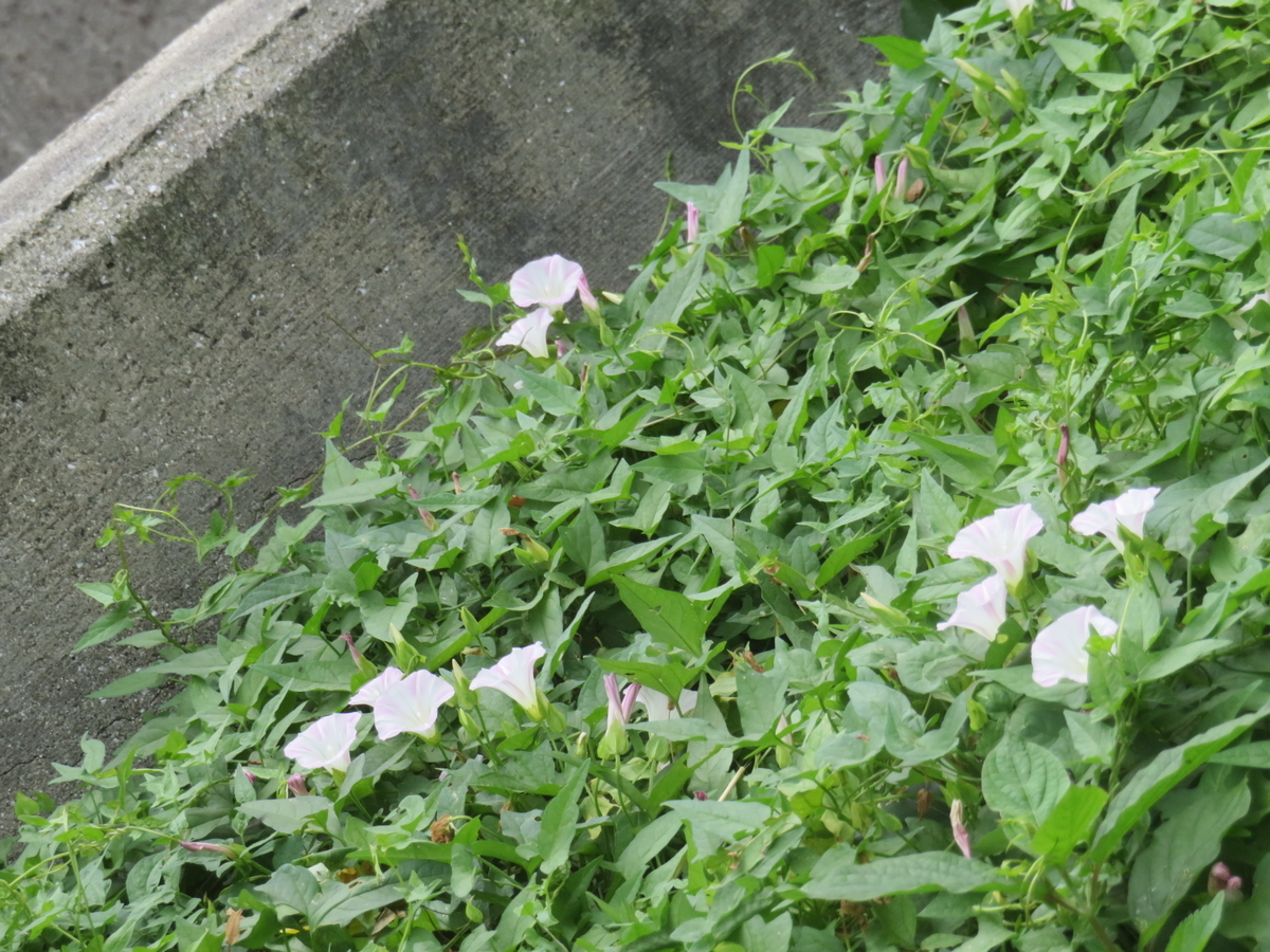 f:id:eiji-chan:20190615105235j:plain