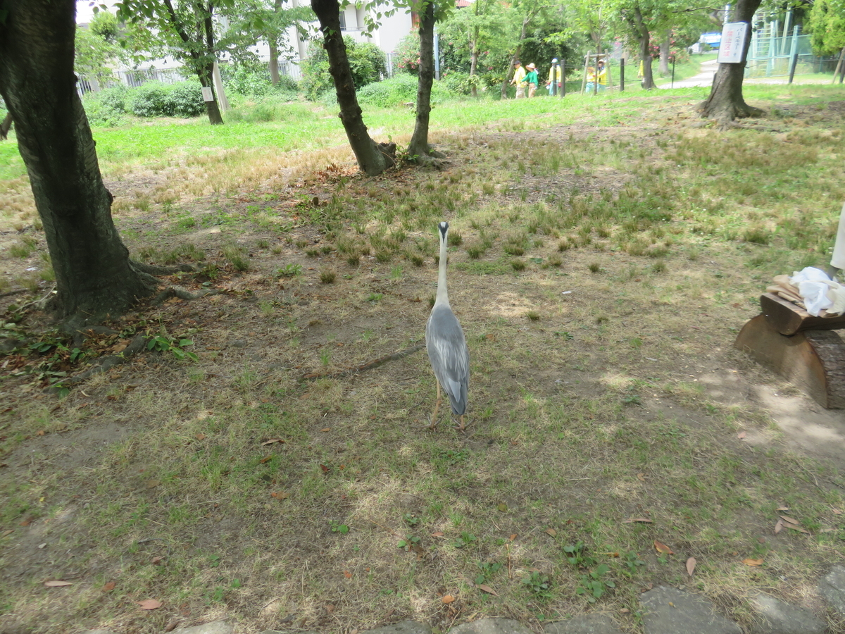 f:id:eiji-chan:20190615105614j:plain