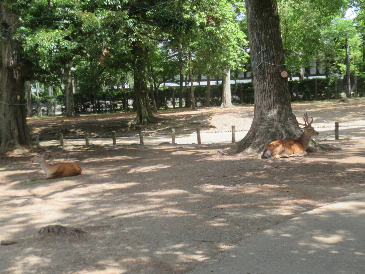 f:id:eiji-chan:20190620134956j:plain