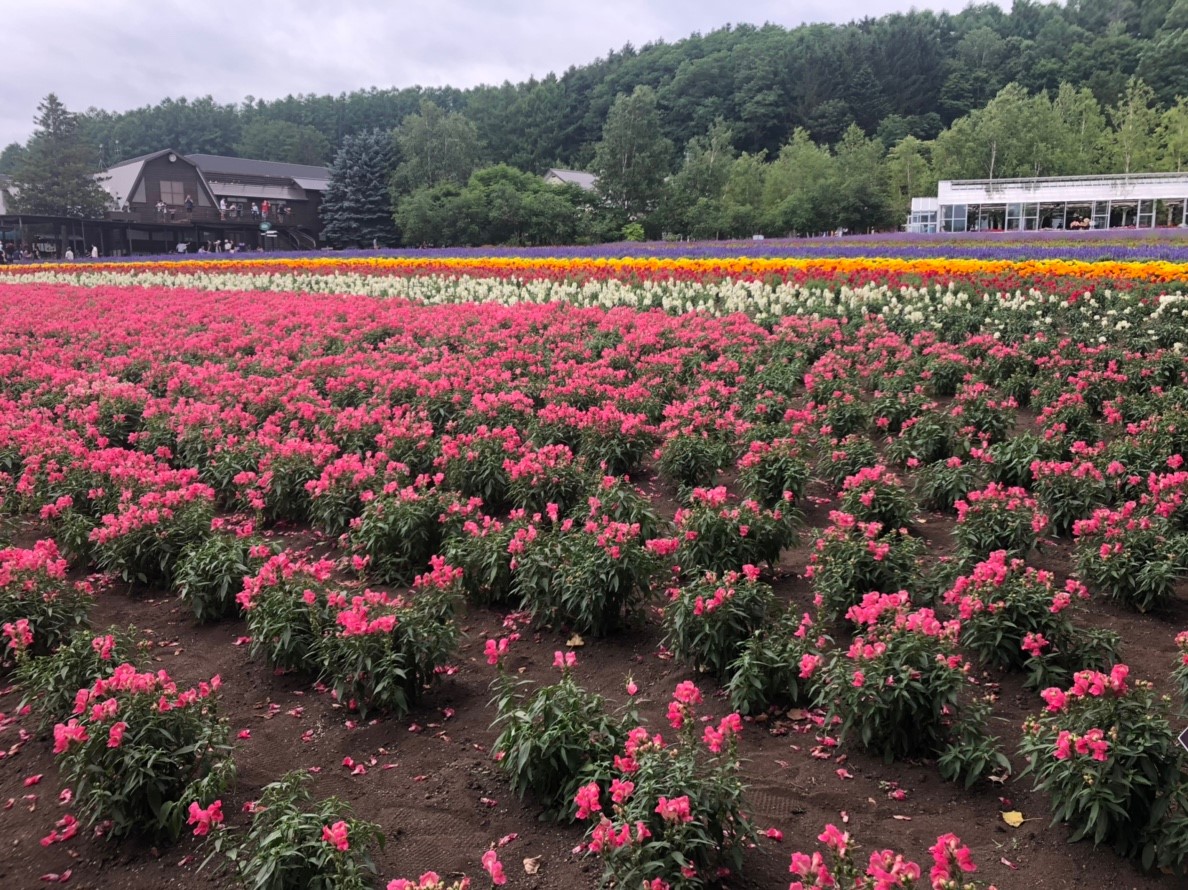 f:id:eiji-chan:20190807141648j:plain
