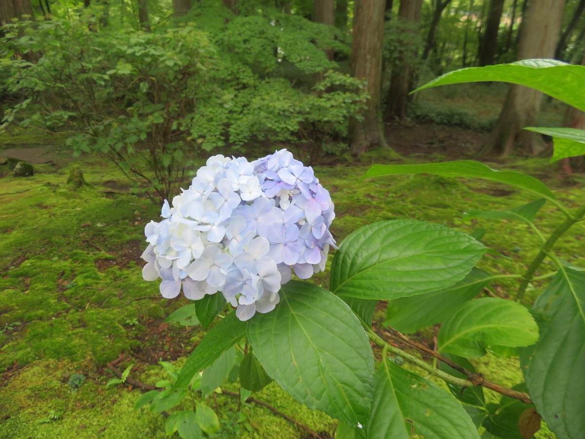 f:id:eiji-chan:20190904205810j:plain