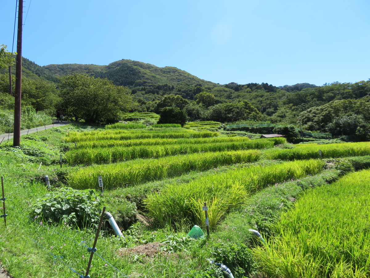 f:id:eiji-chan:20190916085452j:plain f:id:eiji-chan:20190916085452j:plain