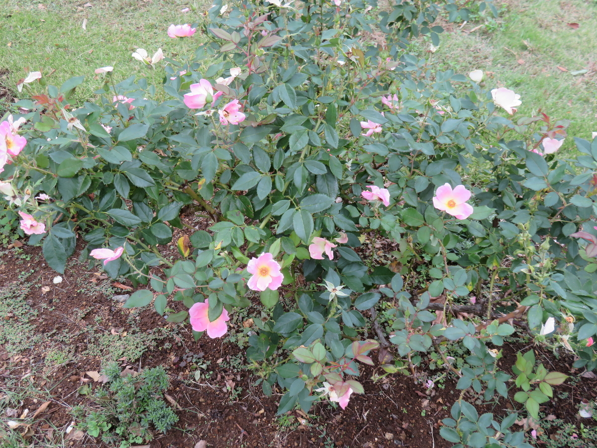 f:id:eiji-chan:20191017161327j:plain