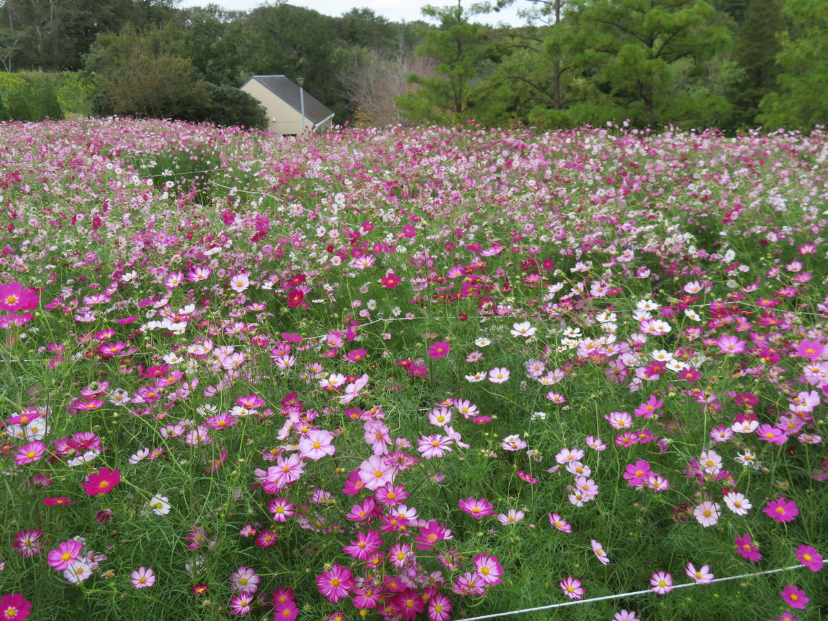 f:id:eiji-chan:20191017161611j:plain